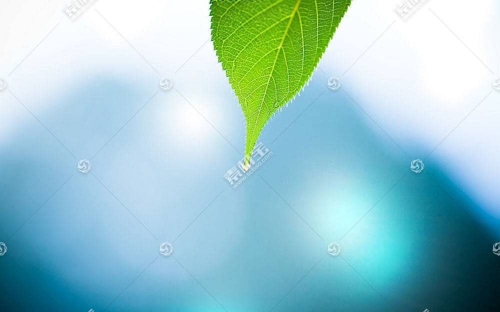 树叶 摄影 蓝色 宏 壁纸 水滴 背景虚化 植物 绿色9258高清壁纸图片下载 图片id 动物植物 高清壁纸 素材宝scbao Com