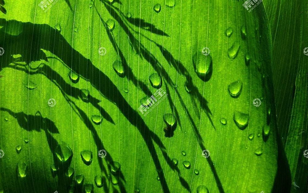 树叶 植物 水滴 绿色 壁纸 宏3212图片素材 图片id 动物植物 高清壁纸 淘图网taopic Com