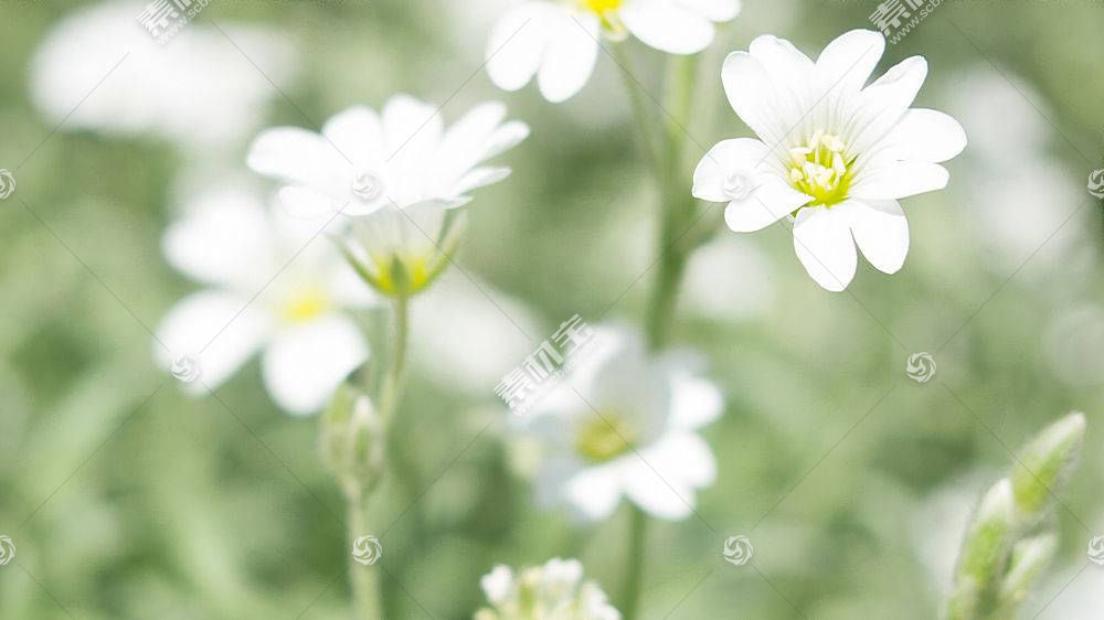 花卉 白色 背景虚化 绿色 植物 白花高清壁纸图片下载 图片id 181 动物植物 高清壁纸 素材宝scbao Com