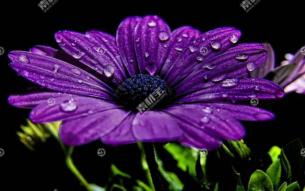 壁纸 花卉 紫色 紫色的花朵 宏 特写 水滴图片素材 图片id 动物植物 高清壁纸 淘图网taopic Com