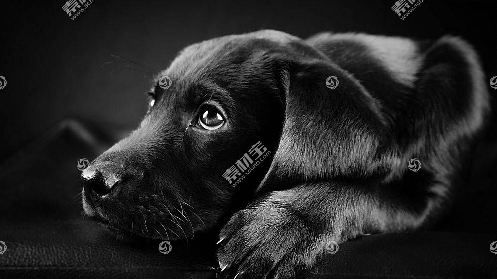狗 动物 拉布拉多寻回犬 黑色 小狗 特写 面对 黑色的背景图片素材 图片id 动物植物 高清壁纸 淘图网taopic Com
