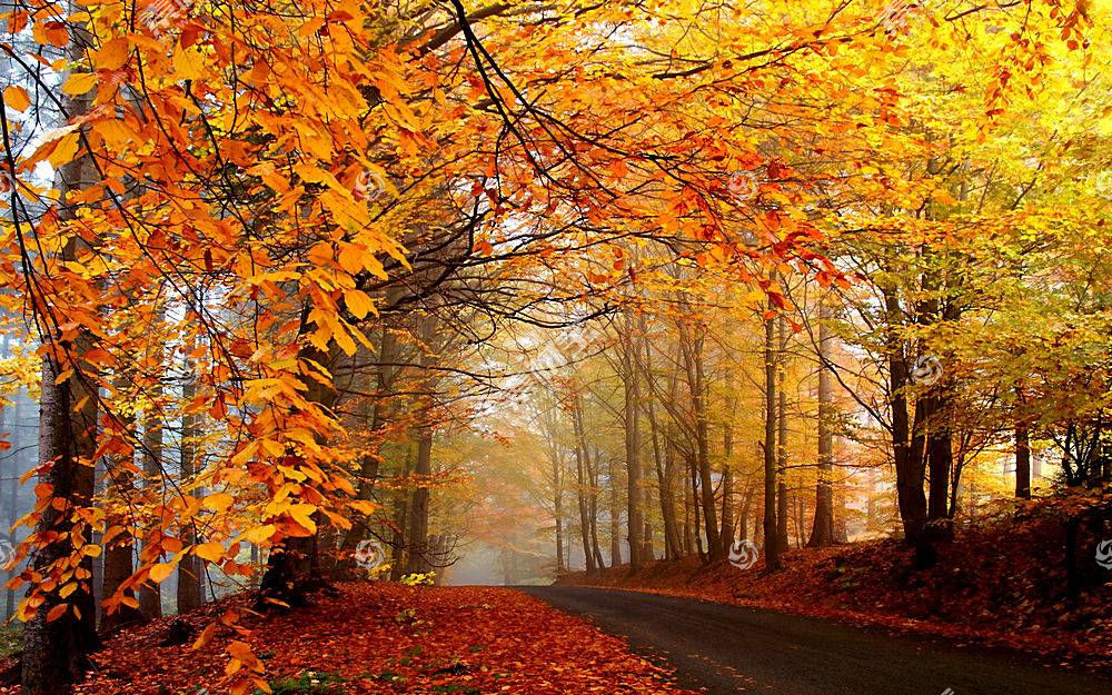 地球 秋天 季节 叶子 路 风景 森林 壁纸图片素材 图片id 风景壁纸 高清壁纸 淘图网taopic Com
