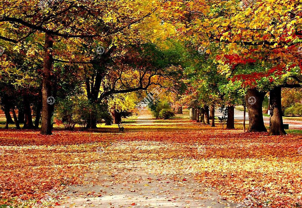地球 秋天 季节 自然 叶子 壁纸图片素材 图片id 风景壁纸 高清壁纸 淘图网taopic Com