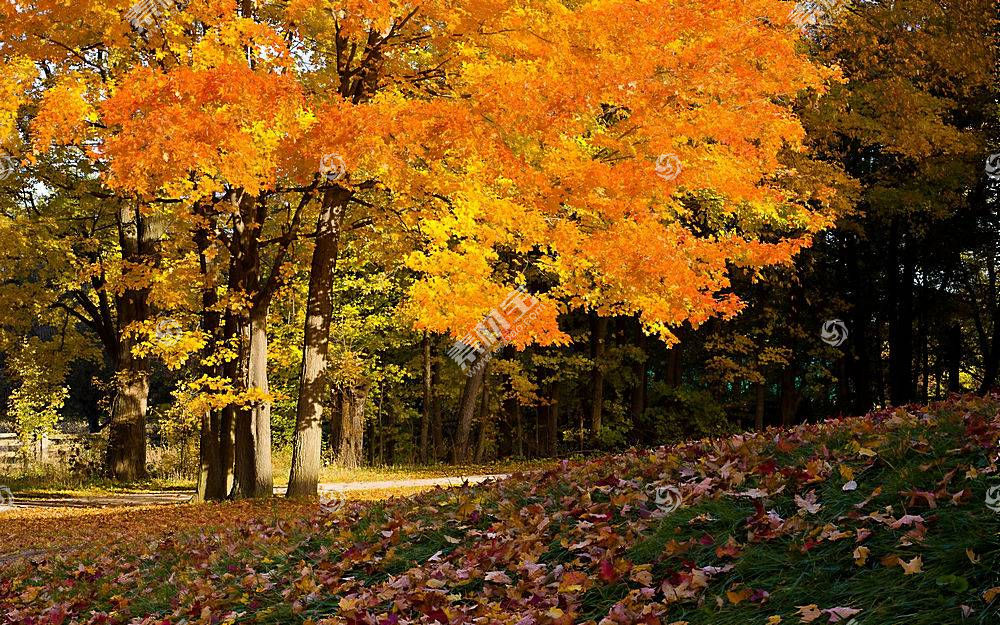 地球 秋天 季节 自然 叶子 壁纸高清壁纸图片下载 图片id 风景壁纸 高清壁纸 素材宝scbao Com