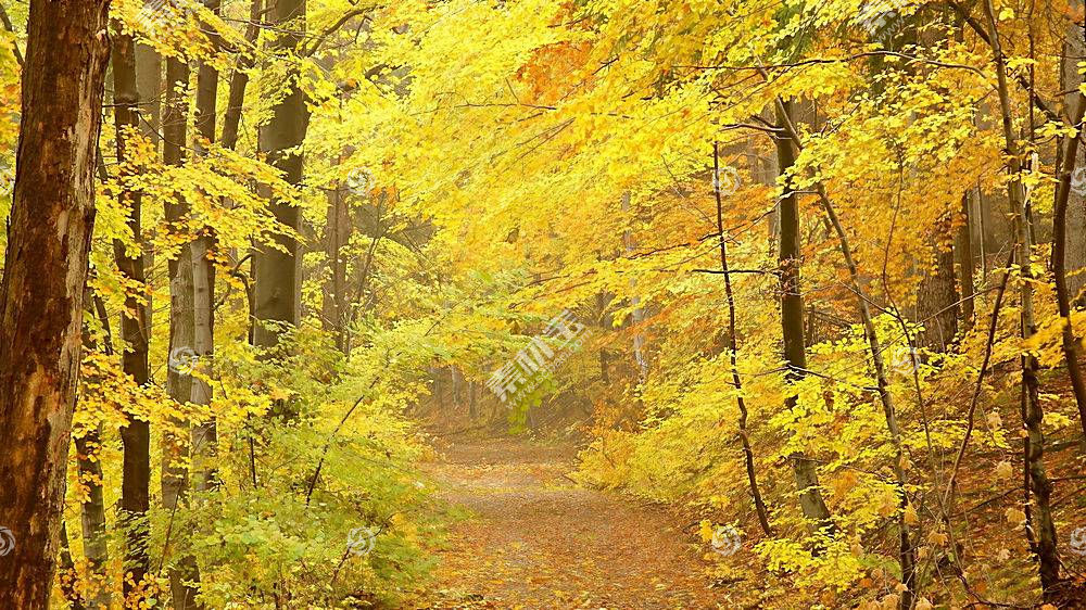 地球 秋天 季节 自然 叶子 壁纸 5 图片素材 图片id 风景壁纸 高清壁纸 淘图网taopic Com