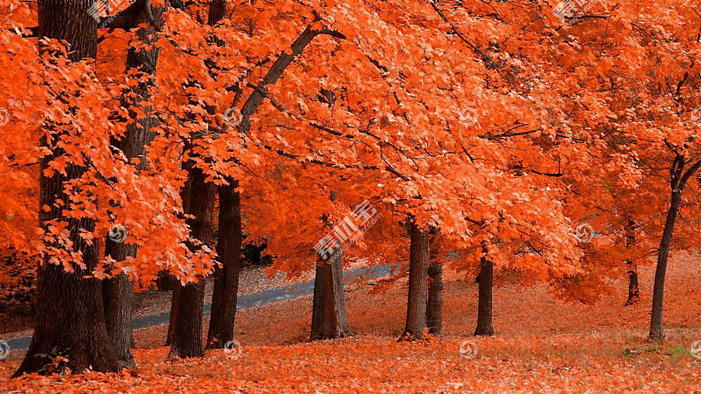 地球 秋天 季节 自然 叶子 壁纸 9 高清壁纸图片下载 图片id 风景壁纸 高清壁纸 素材宝scbao Com
