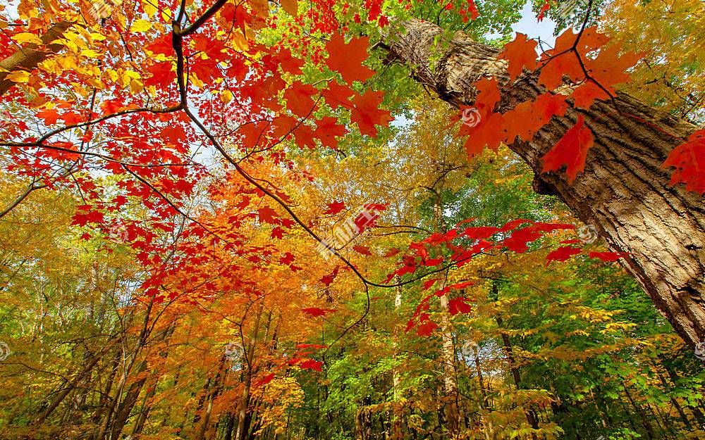 地球 秋天 季节 自然 叶子 森林 壁纸 4 高清壁纸图片下载 图片id 风景壁纸 高清壁纸 素材宝scbao Com