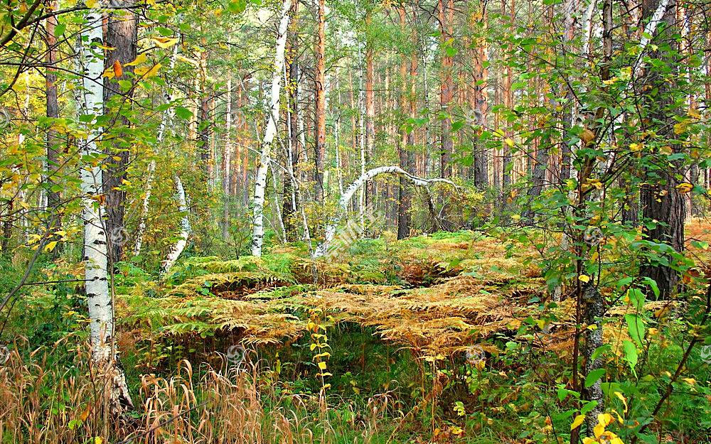 地球 秋天 季节 自然 叶子 森林 风景 壁纸 1 图片素材 图片id 风景壁纸 高清壁纸 淘图网taopic Com