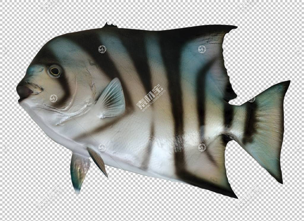 Ϊʳ,Spadefish PNG,,ˮ,Ⱥ,,ͼƬ