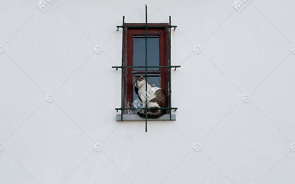 简单的背景 壁 动物 猫 宠物 窗口 格子 白色背景高清壁纸图片下载 图片id 动物植物 高清壁纸 素材宝scbao Com