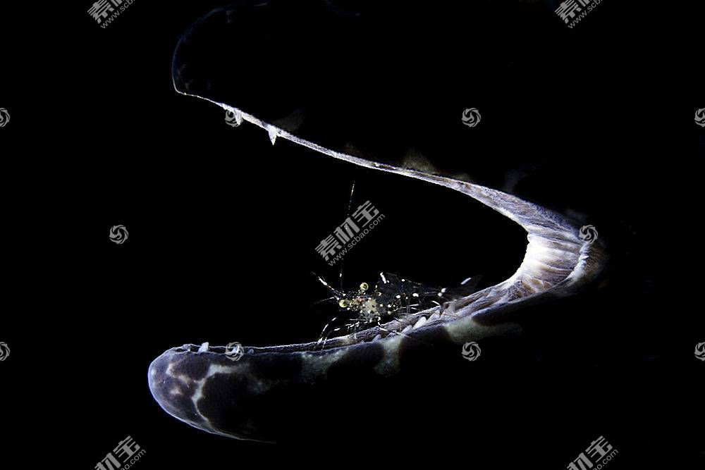 海 水下 深海 鱼 梁福 摄影 黑色的背景 动物图片素材 图片id 动物植物 高清壁纸 淘图网taopic Com