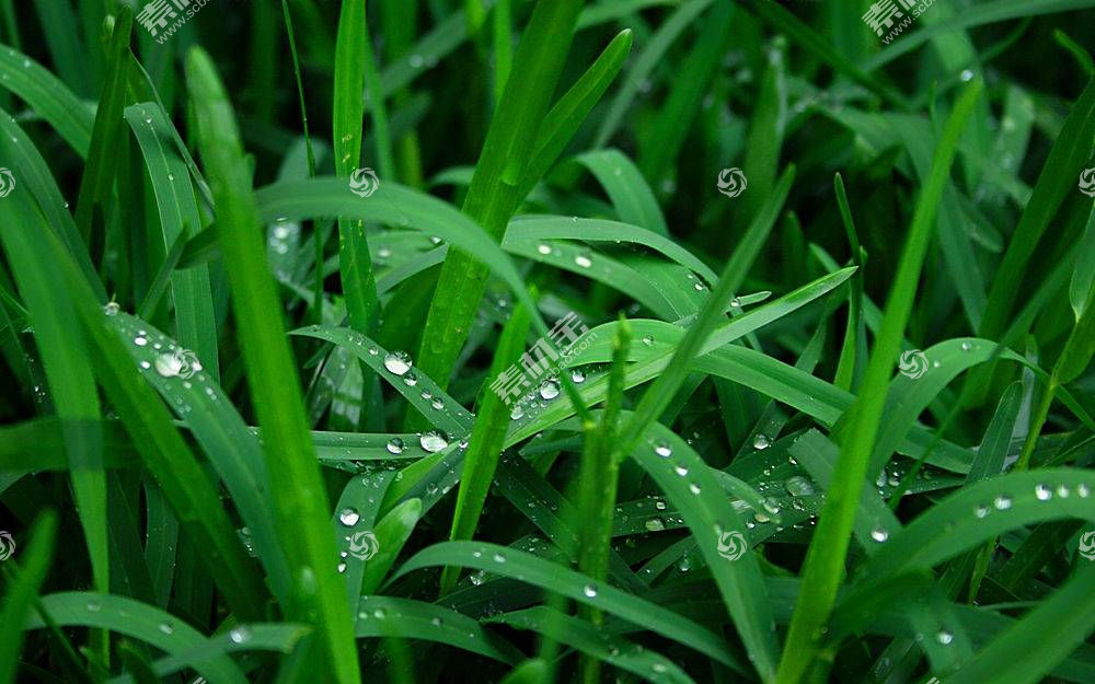 草 壁纸 水滴 植物高清图片下载 素材id 动物植物 高清图库 第一素材网1sucai Com