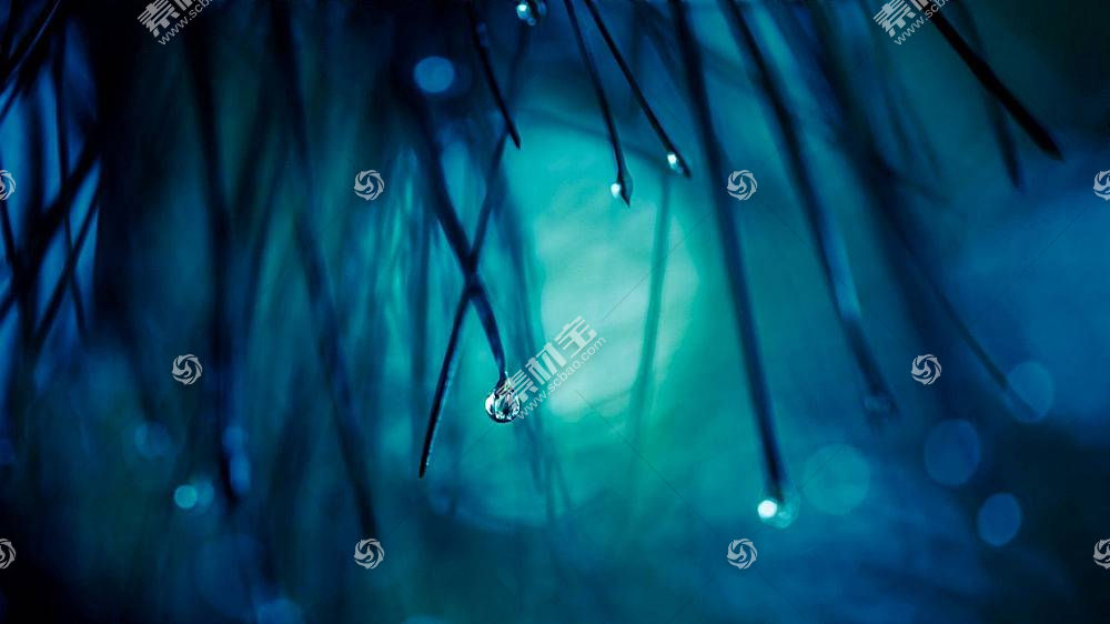 壁纸 水滴 宏 蓝色背景 植物图片素材 图片id 动物植物 高清壁纸 淘图网taopic Com