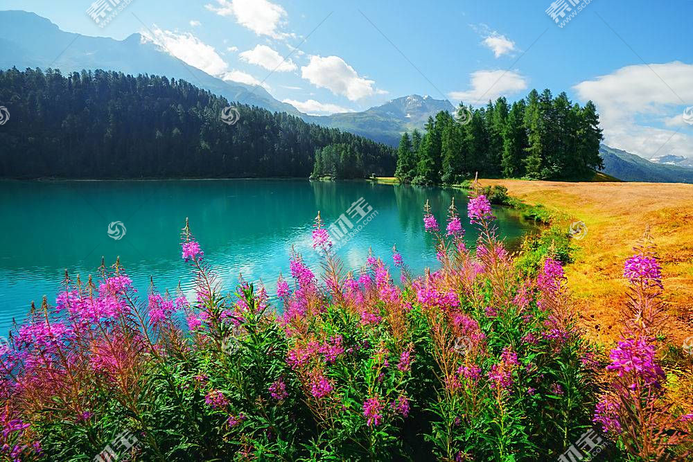 池塘与花的景色图片素材 图片id 山水风景 风景图片 高清图片 素材宝scbao Com