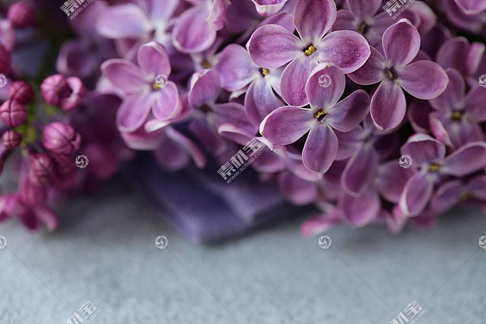 粉紫色的花图片素材 图片id 花草图片 花的图片 高清图片 素材宝scbao Com