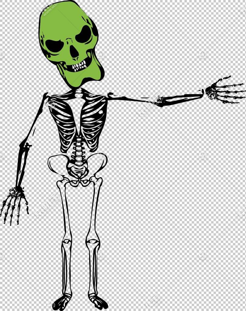 Bone Skeleton Homo sapiens u9ab7u9ac5,Skull PNG clipartͷ,ͼƬ