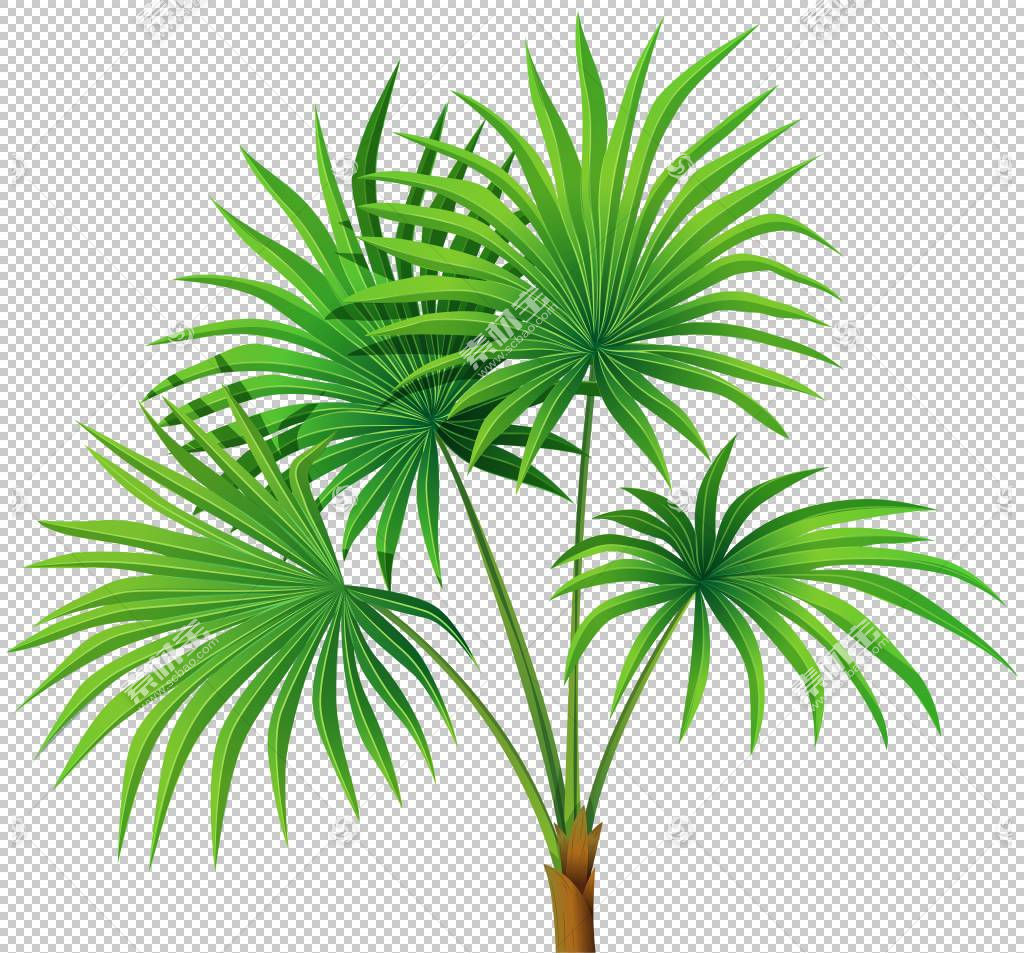 Washingtonia robusta Arecaceae,ֲ͸,ҶֲPNGͼƬ