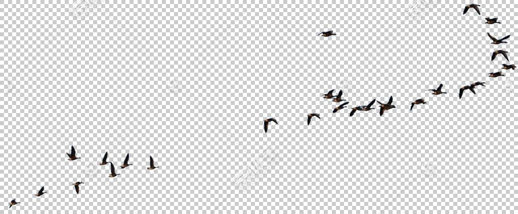 鸟鹅美国乌鸦飞行 鸟png剪贴画动物 文本 摄影 桌面壁纸 鸟飞行 免抠素材下载 图片id 其它元素 Png素材 素材宝scbao Com