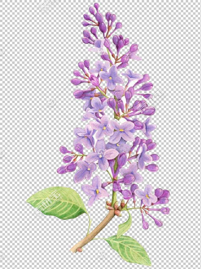 紫色水彩花 花卉设计 分支 花瓣 植物 红色 紫罗兰 花束 水彩画 免抠素材下载 图片id 其它元素 Png素材 素材 宝scbao Com