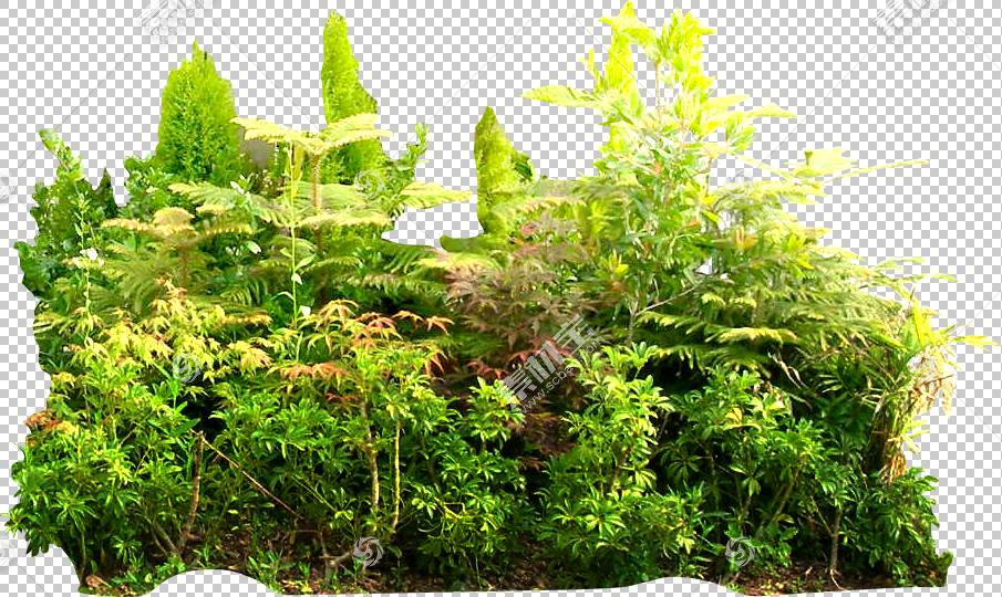 绿草背景 叶菜 花园 草 树 草药 灌木 植物 常绿 热带雨林气候 丛免抠素材下载 图片id 其它元素 Png素材 素材宝scbao Com