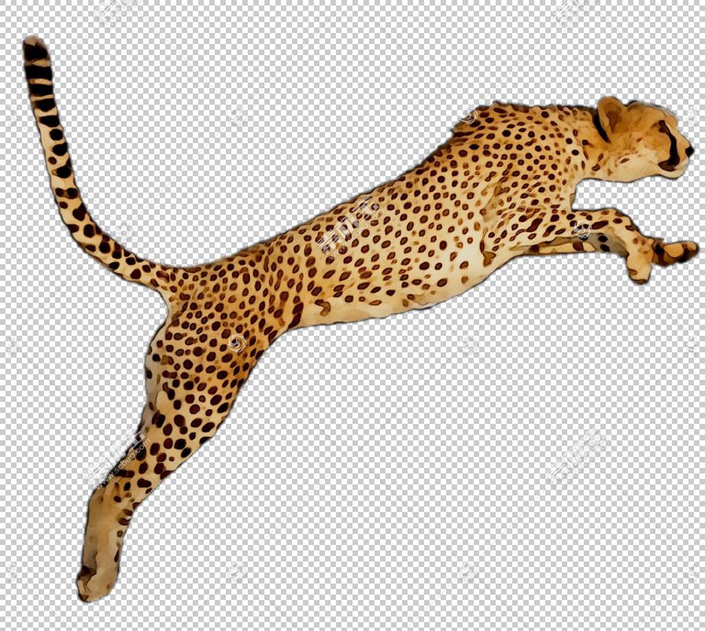 铅笔卡通 野猫 鼻部 非洲豹 中小型猫科动物 捷豹 野生动物 动物免抠素材下载 图片id 动物元素 Png素材 素材宝scbao Com