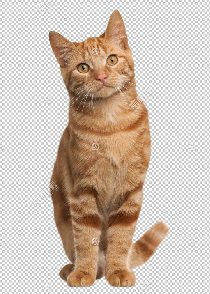 可爱的猫咪免抠素材下载 图片id 动物元素 免抠素材 淘图网taopic Com