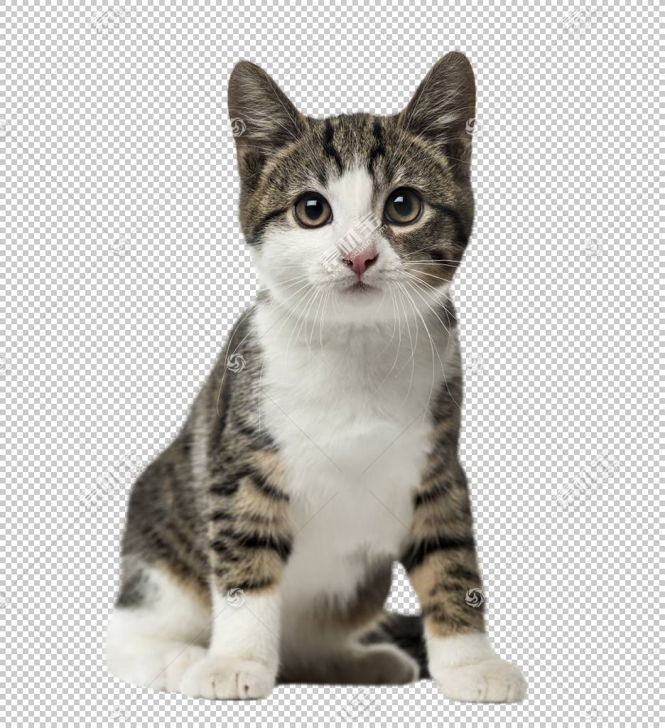 猫咪免抠素材下载 图片id 动物元素 Png素材 素材宝scbao Com