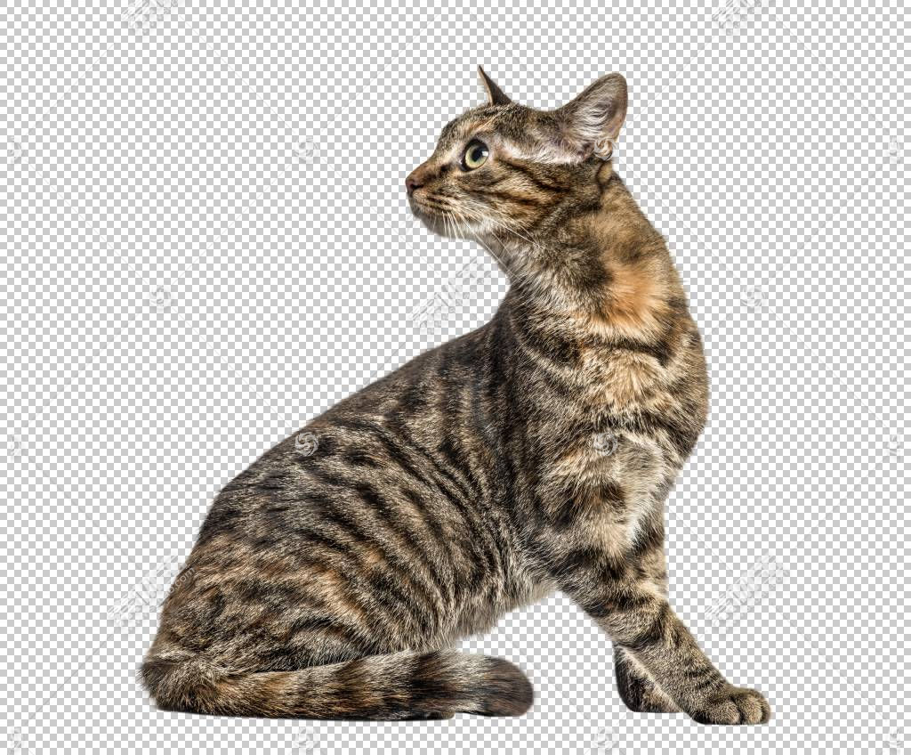 可爱猫咪免抠素材下载 图片id 动物元素 Png素材 素材宝scbao Com