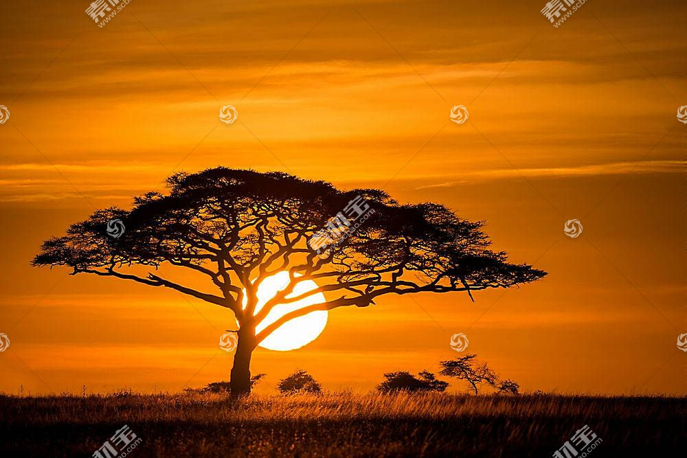日落 自然 树 轮廓 橙色的 太阳 壁纸 图片素材 图片id 风景壁纸 高清壁纸 淘图网taopic Com