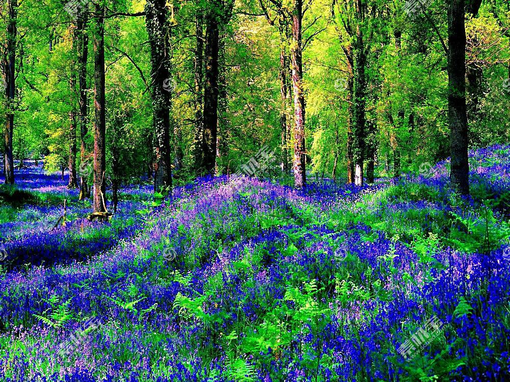 森林 绿色的 弹簧 花 紫色 花 自然 树 壁纸 图片素材 图片id 风景壁纸 高清壁纸 淘图网taopic Com