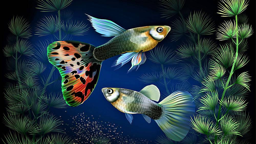 鱼 鱼 艺术的 富有色彩的 植物 壁纸 高清壁纸图片下载 图片id 动物植物 高清壁纸 素材宝scbao Com