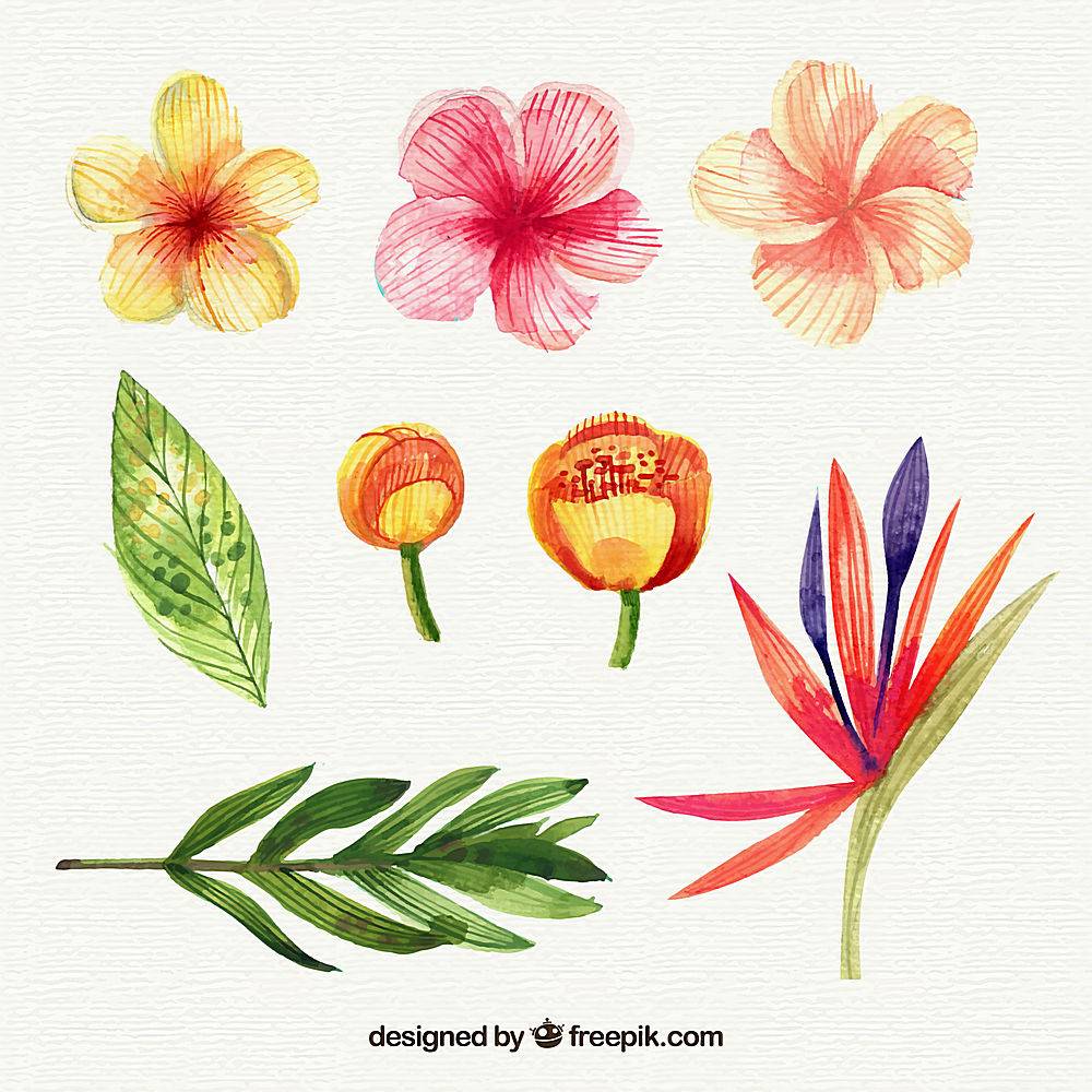 水彩画风格的热带花卉收藏_2207649