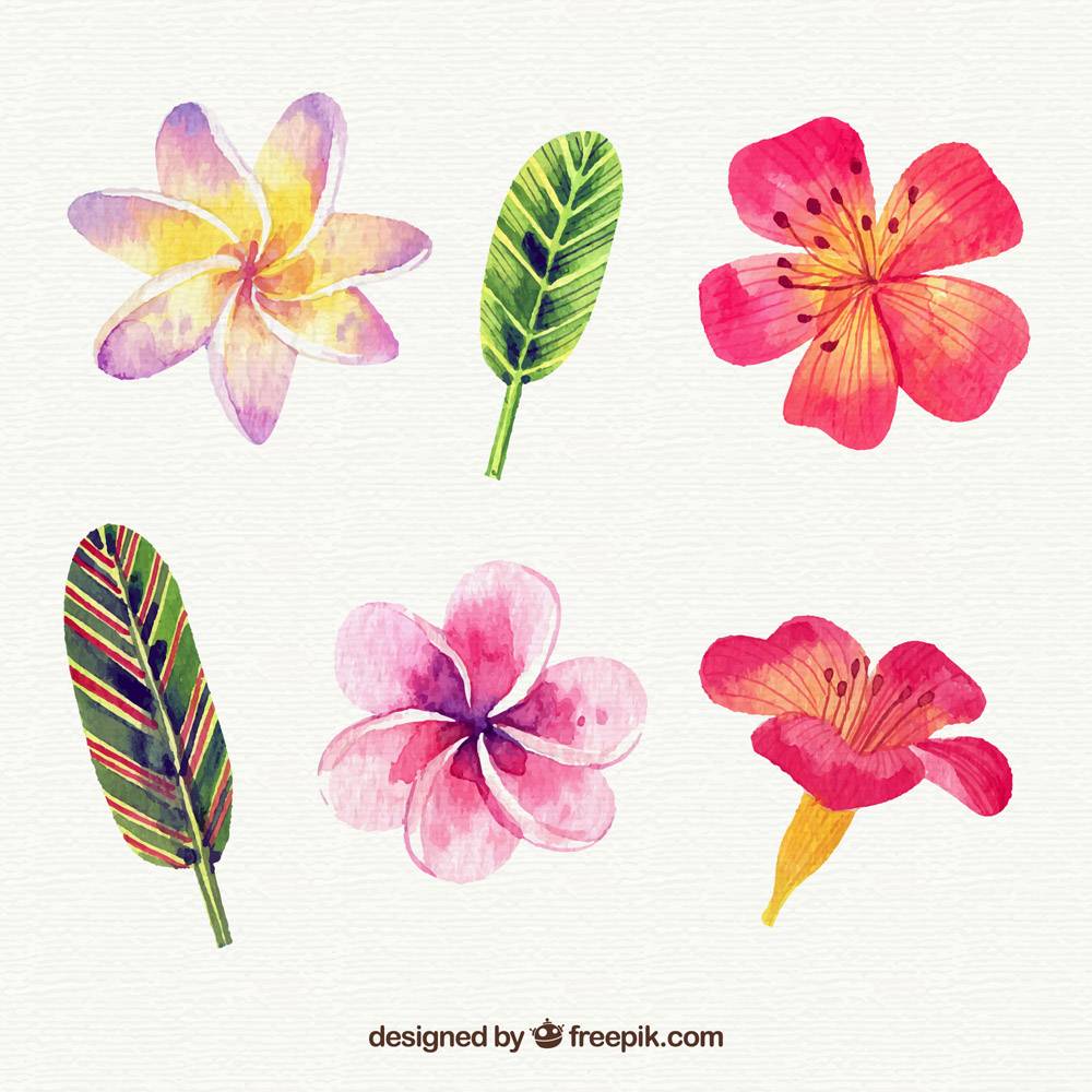 水彩画风格的热带花卉收藏_2207684