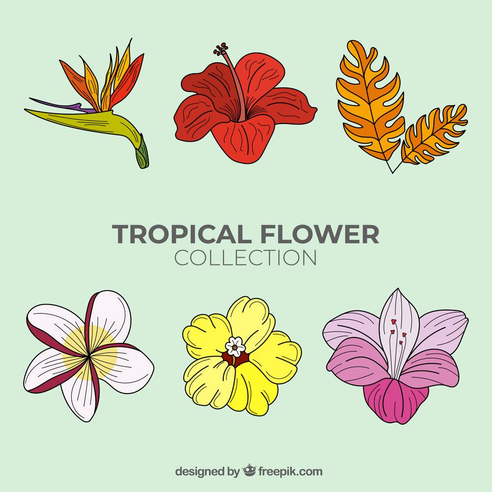 可爱的手绘热带花卉收藏_2700566