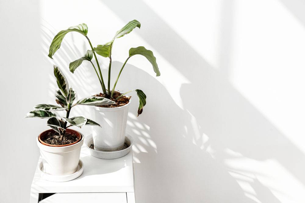 由一个白色墙壁的热带植物有窗口阴影的 图片素材 图片id 底纹背景 背景花边 图片素材 淘图网taopic Com